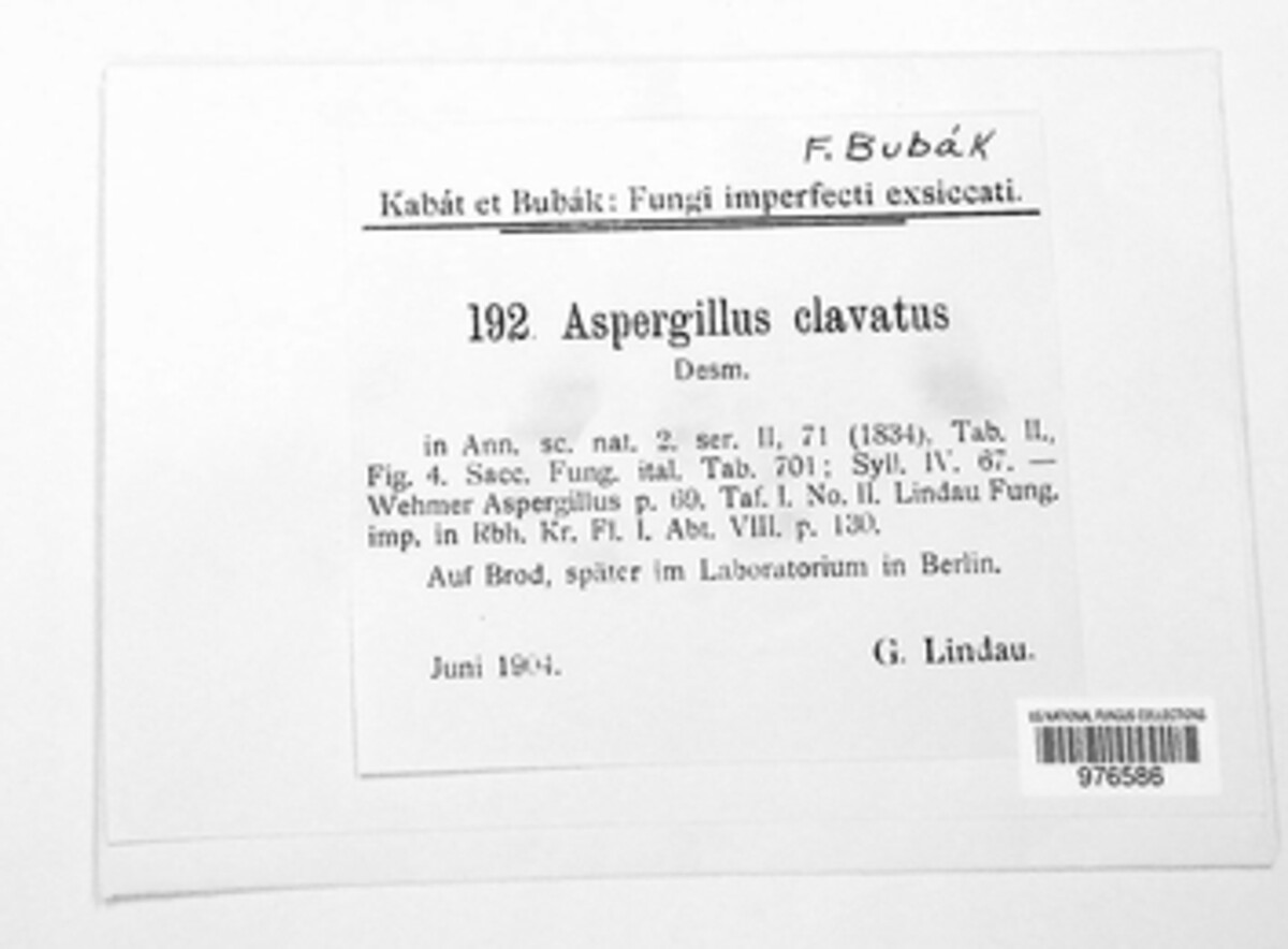 Neosartorya clavata image